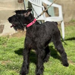 Keiko - Giant Schnauzer