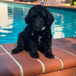 Mr. Truffles - Black male Poodle puppy in Gainesville, Florida from Pet Inn Xxweetdoodles
