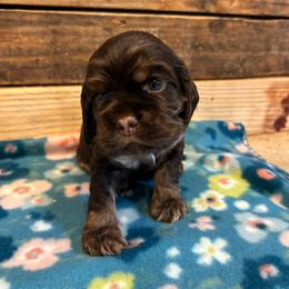 Red Collar Boy - Brown white and tan male Cocker Spaniel puppy in Simms, Texas from Clayton’s Cocker Spaniels