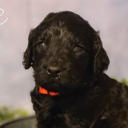 Girl 3 - Goldendoodle puppy in Noxapater, Mississippi from Southern Grace Goldendoodles