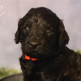 Girl 3 - Goldendoodle puppy in Noxapater, Mississippi from Southern Grace Goldendoodles