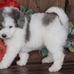 Blue Merle Parti - Blue merle female Aussiedoodle puppy in Lawton, Oklahoma from Lindsey’s Aussies
