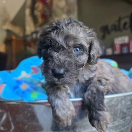 Zion - Merle male Cavapoo puppy in Blackfoot, Idaho from Draper Mountain Doodles