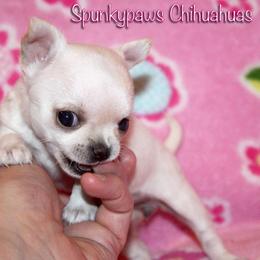 Chihuahua Puppies from Spunkypaws Chihuahuas