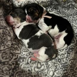 Basset Hound Puppies from Laura Lankford