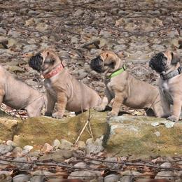 Bullmastiff Puppies from Folly's Bullmastiffs