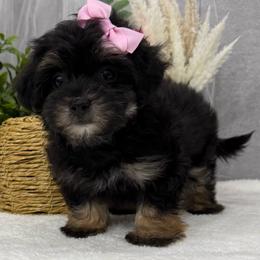 Mirabel - Phantom female Maltipoo puppy in West Plains, Missouri from Suncreek Puppies