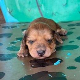 Sadie - Cream female Dachshund puppy in Hawley, Texas from Foxy’s Dachshunds & Toy Aussies