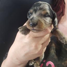 Ryby - Dapple male Dachshund puppy in Bigfork, Minnesota from Long Ears and Long Dogs Ranch