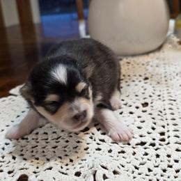 Corey - Tri-color male Pomsky puppy in Elgin, Oregon from Kenna'z Kuddly Pomskiez