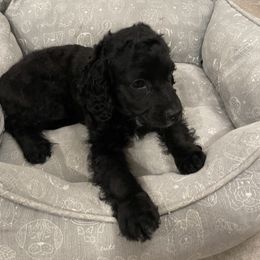 Cockapoo Puppies from Misha’s Miracles