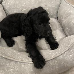 Cockapoo Puppies from Misha’s Miracles