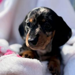 Mistletoe- Dapple  (CKC reg.) - Dapple female Dachshund puppy in Whitehouse, Texas from Daschund Pups