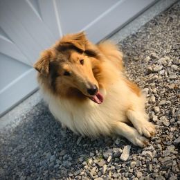 Heidi - Collie