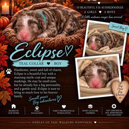 Eclipse - Brown merle male Aussiedoodle puppy in Taylor, Missouri from Pawsitively Doodles