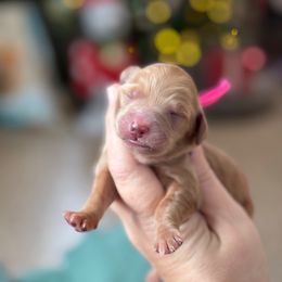 Nutmeg - Red  female Goldendoodle puppy in Wharton, Texas from Little Fur Friends