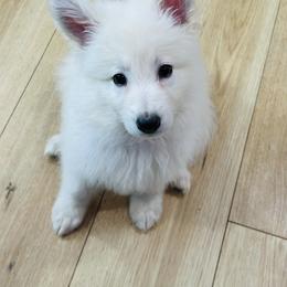 Berger Blanc Suisse Puppies from Moonlight Berger Blanc Suisses