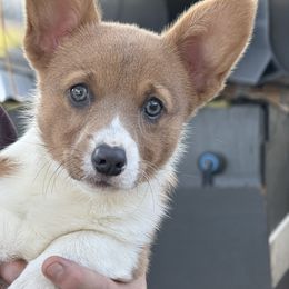 Girl 4 - Red female Pembroke Welsh Corgi puppy in Clifton, Texas from K&N Corgis