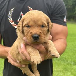 Girl 1 - female Golden Retriever puppy in Lincolnton, Georgia from Lincoln Kennels