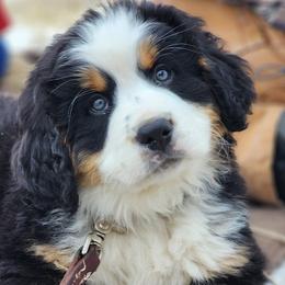 Bernese Mountain Dog Puppies from Sugarplum Bernese