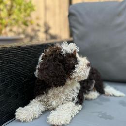 Carmela - Brown and white female Bernedoodle puppy in Los Angeles, California from Bernied00dle Love