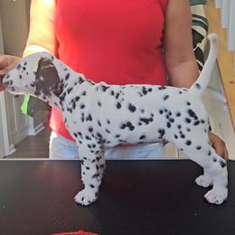 Dalmatian Puppies from Spotted Theory