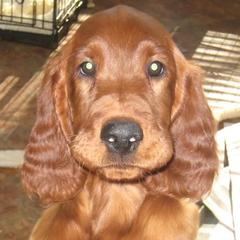 Havanese and Irish Setters from Eileen McDonald