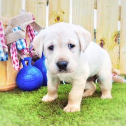Labrador Retriever Puppies from Harrison's Lakeside Labradors