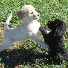 Australian Labradoodles from Serendipities canines