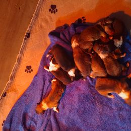 Collie Puppies from Campers Collies