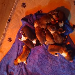 Collie Puppies from Campers Collies