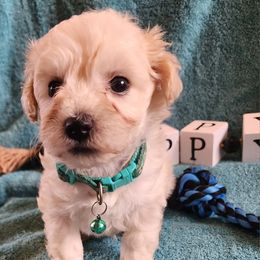 Cockapoos, Miniature Schnauzers, Poodles, and Schnoodles from Happy Dogs