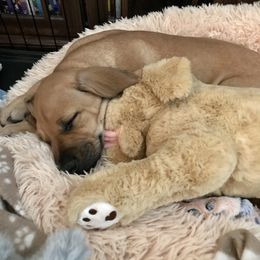 Rhodesian Ridgeback Puppies from Lyonnese Rhodesian Ridgebacks
