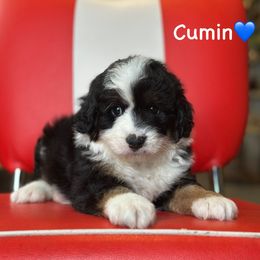 Cumin - Black tri-color male Aussiedoodle puppy in Lancaster, Minnesota from Finney Ranch