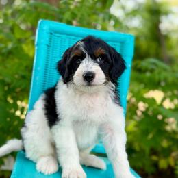Flag - Black tri-color male Aussiedoodle puppy in Lancaster, Minnesota from Finney Ranch