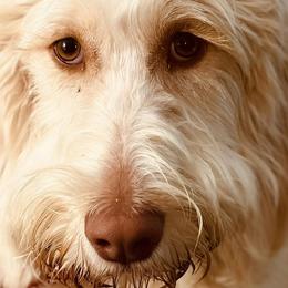 Aussiedoodles, Goldendoodles, and Labradoodles from Loyal Doodles