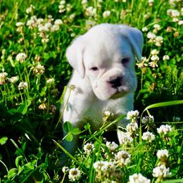 Tito - White male Boxer puppy in Russellville, Missouri from Soaring Royalty Canines LLC