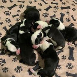 Companion Cross Puppies from Double G Corgis