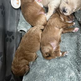 Girl 2 - Red female Cavapoo puppy in Melissa, Texas from Southern Love Cavapoos & Maltipoos