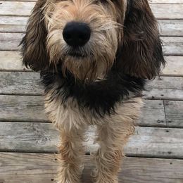 Otterhounds from WrightWay Otterhounds