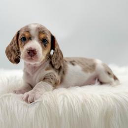 Carbon - Dapple male Dachshund puppy in Litchfield, Illinois from Charmm Dachshunds