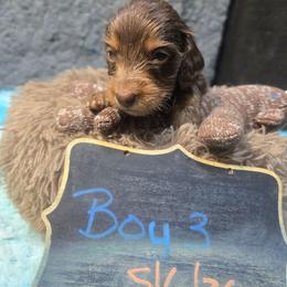 Thurston - Chocolate and tan male Dachshund puppy in Bigfork, Minnesota from Long Ears and Long Dogs Ranch