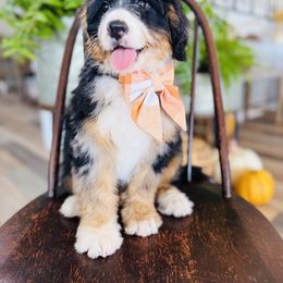 Bernedoodle, Cavapoo, and Goldendoodle Puppies from Royal doodles of Florida