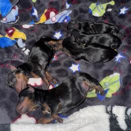 Yorkshire Terrier Puppies from Heaven_sent_toy_yorkies