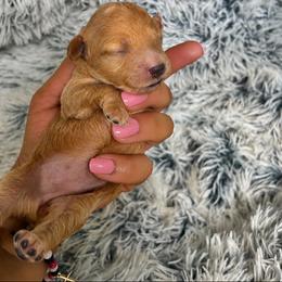 Talia - Apricot female Maltipoo puppy in Oklahoma City, Oklahoma from Red Okie Poos
