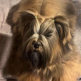 M'Baku - Lhasa Apso