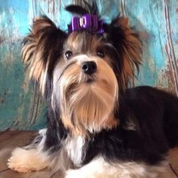 Delaney - Biewer Terrier