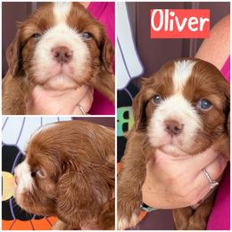 Oliver - Chocolate male Cavalier King Charles Spaniel puppy in Spring Hill, Florida from Wonderland Cavaliers