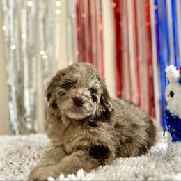 Nala - Red merle female Aussiedoodle puppy in Denton, Maryland from Royal Conron Doodles
