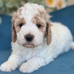 Hannah - Parti female Goldendoodle puppy in Yuciapa, California from AlltheDoodlez_